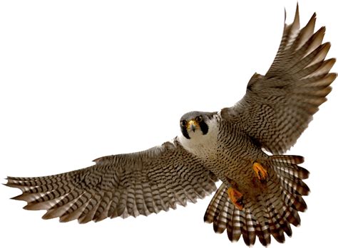 Falcon Group Transparent PNG